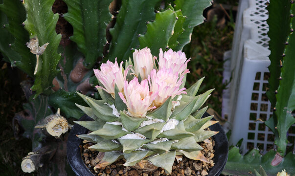 Ariocarpus trigonus cactus in pot and flower
