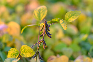 Macro soybean pods with soft bokeh, close focus on pod clusters and delicate leaf edges, warm tonal palette highlights seed development and botanical detail for educational use