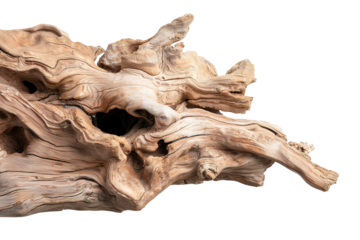 Twisted tree roots show intricate organic shapes and details. The roots appear cut out with a transparent background, focusing on the realistic wood texture and form