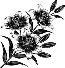 Lily Flower Botanical Vector Artwork