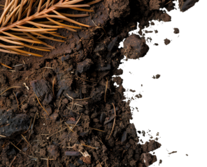 This is a texture featuring soil and pine needles on a transparent background, useful for various design projects. It shows a close-up view of earth elements without distractions