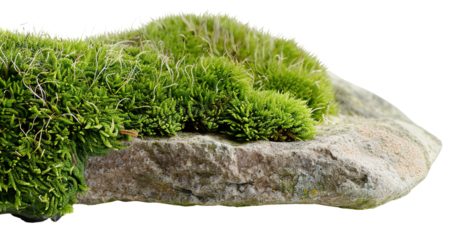 Moss patch shows a soft texture growing on a rock. The image features a clear cut out on a transparent background, highlighting the natural detail of the moss and stone