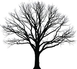 Bare winter tree silhouette vector
