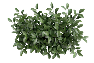 A shrub filled with deep green leaves isolated on a transparent background, useful for various design projects and layouts