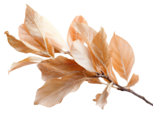 A shrub branch with leaves in warm variegated tones. It is isolated on a white background. The branch has a natural look with distinct leaf shapes