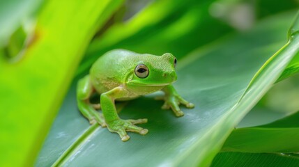 Tropical Rainforest with Lush Greenery, Vine Bridge, and Wildlife Details