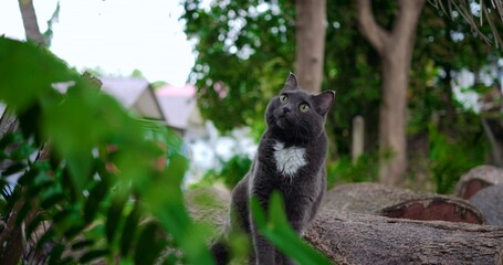 gray cat with white chest sitting quietly on timber, contemplative gaze toward garden path conveys domestic