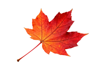 Vibrant autumn maple leaf with rich red and orange hues