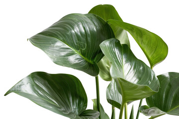 This tropical shrub features wide glossy leaves isolated on a transparent background. Ideal for design projects, digital art, and various decoration uses
