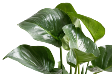 This tropical shrub features wide glossy leaves isolated on a transparent background. Ideal for design projects, digital art, and various decoration uses