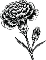 Carnation flower detailed botanical bloom vector illustration