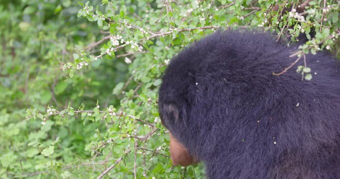 Sri Lankan Sloth Bear (Melursus ursinus inornatus) in Yala National Park, Sri Lanka