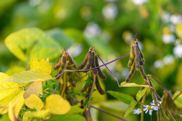 Soybean macro detail, Closeup of soybean pods detailed, Intricate soybean pods with dew and textures, Macroscope view revealing soybean pod clusters and seed creation