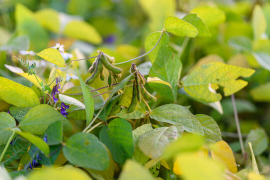 Field investigation of moisture and web droplets on soybean pods, Experimental assessment of early morning dew and web droplets on soybean pods for research purposes