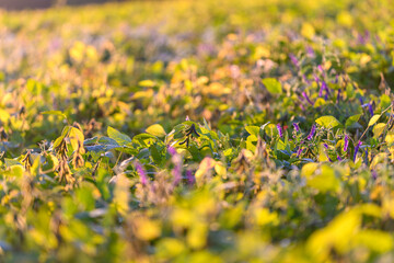 Golden young soybean plants with blossoms, interspersed purple wildflowers add color, close midfield perspective highlights canopy texture and pollinator habitat in commercial plot