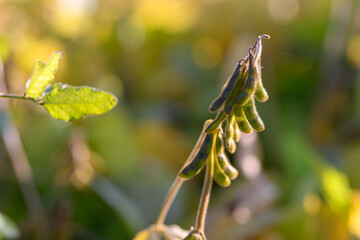 Sunlit soybean pod closeup, golden bokeh, warm backlight on delicate hairs, late summer calm, soft...