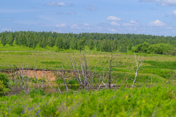 Obraz premium A vast and stunning green landscape adorned with numerous trees set against a clear blue sky