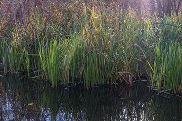 Fototapeta premium Wild river shore covered with tall reeds and natural vegetation. Calm water surface with reflections, forest background and peaceful autumn atmosphere.