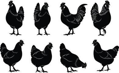 Set of black chicken silhouettes in various standing and walking poses, detailed farm bird vector illustration for agriculture, poultry design, and rural artwork