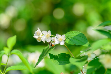 Delicate White Flowers Elegantly Surrounded by Lush, Vibrant Greenery and Natures Beauty