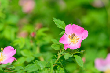 A Beautiful Pink Wildflower Serenely Surrounded by Lush Green Foliage and Plants
