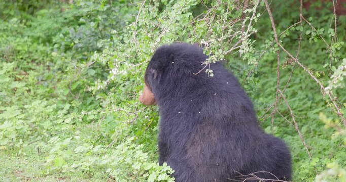 Sri Lankan Sloth Bear (Melursus ursinus inornatus) in Yala National Park, Sri Lanka