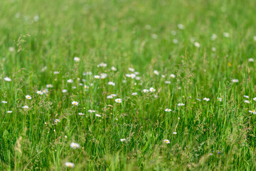 A Serene Meadow Full of Colorful Wildflowers Under the Bright Sunshine in Natures Beauty