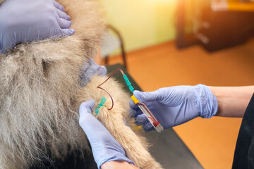 A veterinarian and an assistant perform a blood test on a fluffy Spitz dog. They use gloves and a syringe during the examination to ensure the dog's health in a clean clinic