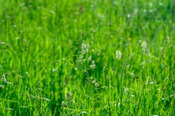 A Vibrant Green Grass Field Stretching Out Beneath the Bright Sunlight in the Sky