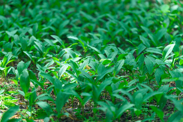 The Lush and Vibrant Greenery of Sprouting Plants Bathed in Beautiful Sunlight and Glow