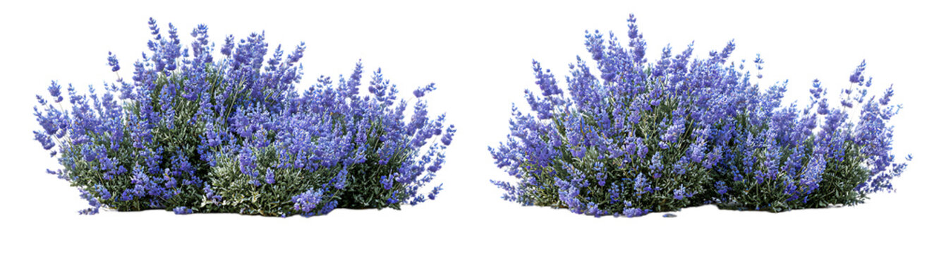 Lavender bushes with blue flowers isolated on a white background.