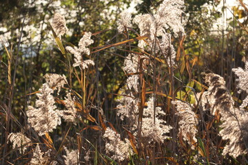 Japanese silver grass at dusk