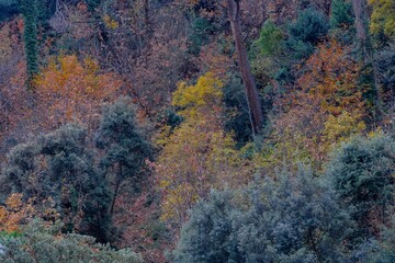 autumn colors in the woods