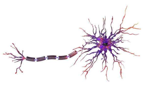 Neuron cell, units of human nervous system. Synaptic transmission of nerve impulses. Cell body, axon, dendrites, synapse. Neural brain function, memory, mental health, disorders. Medical science PNG