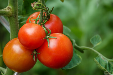 rote Tomaten wachsen im Garten
