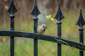 brauner Haussperling sitzt am Gitterzaun