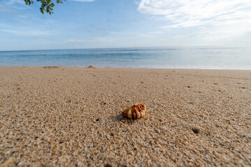 A low-angle close-up of a small, striped seashell resting on coarse sand with the sparkling ocean and bright sky in the background.