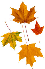 autumn maple leaves isolated no background 