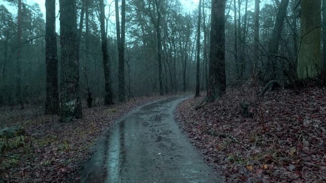 Walking on a wet path in a spooky foggy forest
