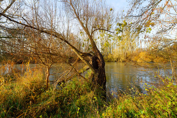 Obraz premium Loing river in the plain of Sorques. French Gatinais Regional Nature Park