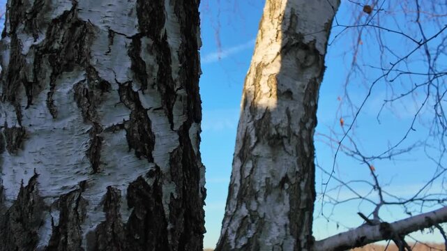 Close-up of birch bark by a lakeside on a sunny day with branches gently moving in the wind
