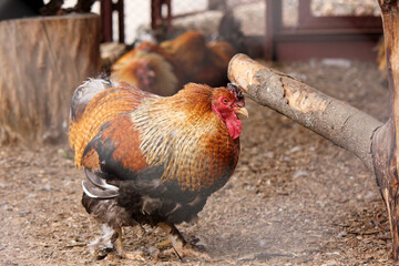 A red and white rooster walks around in a chicken coop on a farm. Pets. Birds. Rooster. Close-up of a rooster. Cute. Feathers. Funny.  © Татьяна Сычёва