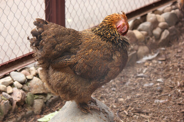 Chicken. Close-up of a chicken with red feathers on a farm. Birds. Domestic birds. Decorative. Feathers. Rooster. The chicken coop. Farm. © Татьяна Сычёва