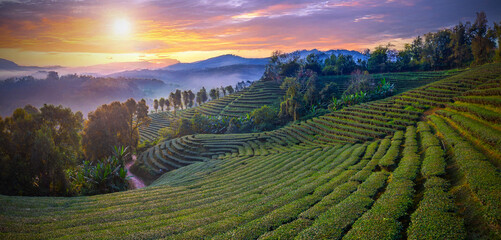 Panorama Landscape view of tea plantation at Doi Mae Salong Chiang Rai, Thailand is Top tourist destinations and Landmark of Chiang Rai