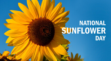National Sunflower Day poster stock photo images. Beautiful yellow blooming sunflower on blue sky background photo. Template for background, banner, card. First Saturday in August. Important day