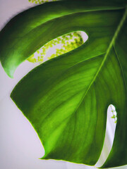 A close-up of the Swiss cheese plant leaf, Monstera deliciosa, symbolizing growth, prosperity,...
