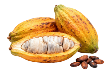 Fresh cocoa pods with beans showing the raw cacao fruit