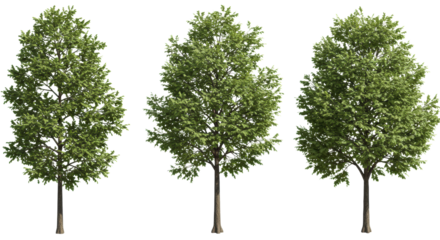 Six hyper-realistic deciduous oak trees (quercus species), from sapling to mature, detailed foliage, isolated on transparent background. Concept for architectural visualization assets