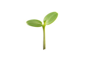 Young green plant sprout showing new life and growth