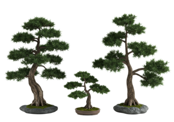 four distinct miniature bonsai picea/abies coniferous trees with gnarled trunks and dark needles, rooted in slate bases, shot orthographically on a transparent background. concept of condensed